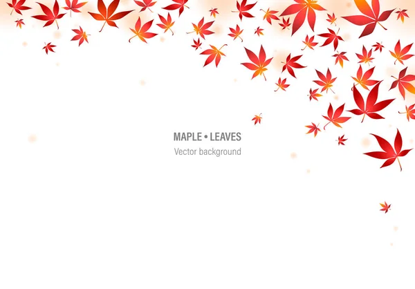 Red Maple Tree Blätter Vektor Illustration Rand Der Blätter Des — Stockvektor