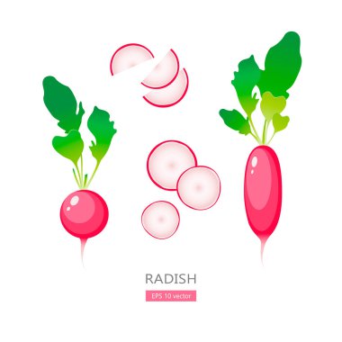 Beyaz arkaplandaki yaprak ve dilimlerle bahçe turpu EPS 10 vektör illüstrasyonu.