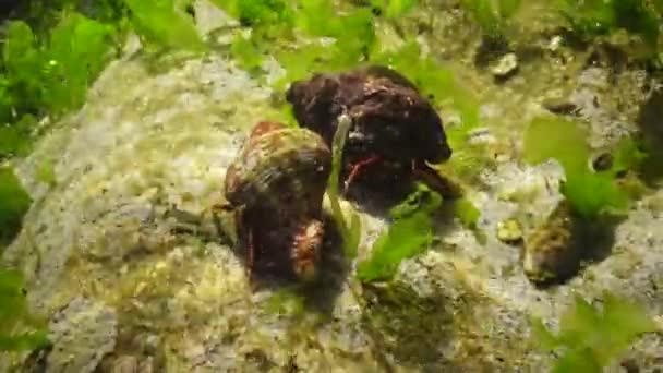 Crabe Ermite Clibanarius Erythropus Dans Coquille Rapana Venosa Sphynx Blenny — Video