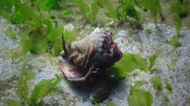 Hermit crab (Clibanarius erythropus) in the shell Rapana venosa and Sphynx blenny, Black Sea