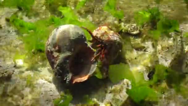 Krab Pustelniczy Clibanarius Erythropus Łupinach Rapana Venosa Sphynx Blenny — Wideo stockowe