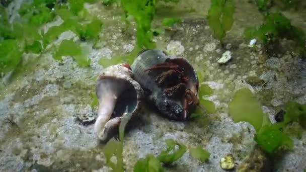 Kepiting Pertapa Clibanarius Erythropus Cangkang Rapana Venosa Dan Sphynx Blenny — Stok Video