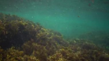 Esmer su yosunu Cystoseira barbata ve deniz kıyı bölgesinde yeşil algler