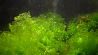 Yeşil alg Ulva, 2 metre derinliğin Enteromorpha 'sı, Karadeniz, Bulgaristan