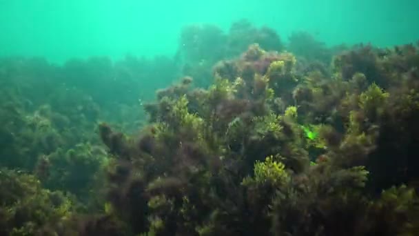 Esmer Yosunu Cystoseira Barbata Deniz Kıyı Bölgesinde Yeşil Algler — Stok video