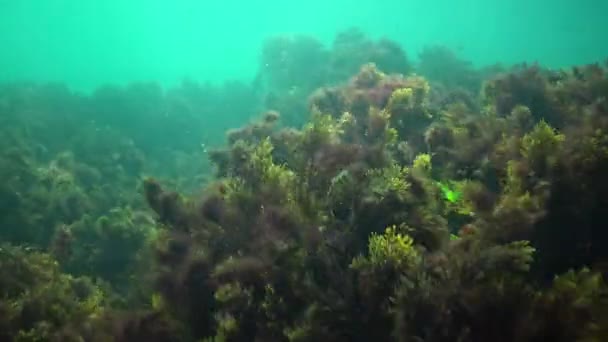 Kelp Cystoseira barbata et les algues vertes dans la zone côtière de la mer 