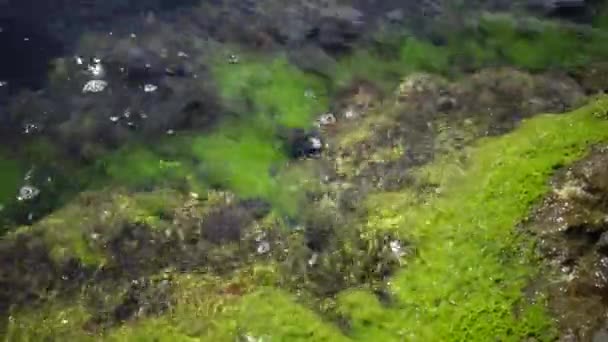 Algas Verdes Sobre Rocas Poca Profundidad Cerca Costa Mar Negro — Vídeo de stock