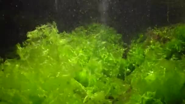 Green Algae Ulva Enteromorpha Deep Black Sea Bulgaria — Stock Video