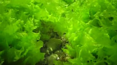 Yeşil alg Ulva, 2 metre derinliğin Enteromorpha 'sı, Karadeniz, Bulgaristan
