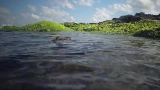 保加利亚黑海近岸浅层岩石上的绿藻 — 图库视频影像