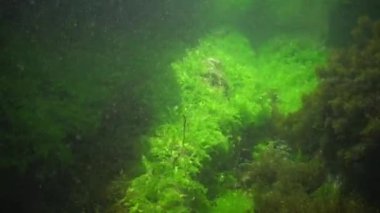 Yeşil algler Ulva, Enteromorpha ve Cystoseira derin 2 m, Karadeniz, Bulgaristan