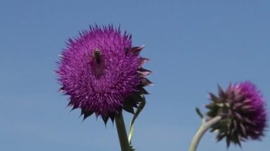 Karduus fındığı, devedikeni - ot, çiçeklerin üzerinde bir sürü farklı böcek var.
