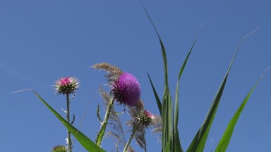 Karduus fındığı, devedikeni - ot, çiçeklerin üzerinde bir sürü farklı böcek var.