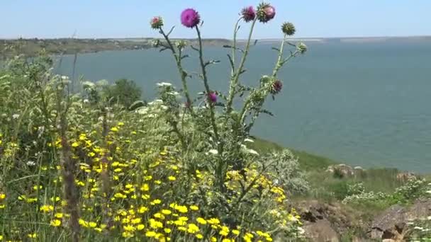 カルドゥス ヌータンズ アザミウマ その花には多くの異なる昆虫があります — ストック動画