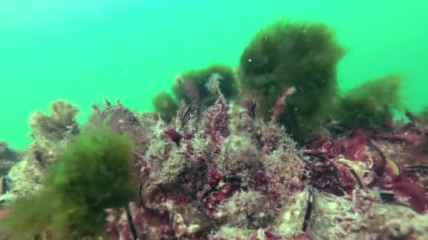 Mušle Mytilus Galloprovincialis Mořské Řasy Bryopsis Kamenech Černé Moře — Stock video