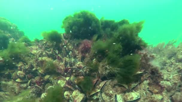 Mejillones Mytilus Galloprovincialis Algas Bryopsis Sobre Piedras Mar Negro — Vídeos de Stock