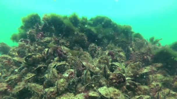 Miesmuscheln Mytilus Galloprovincialis Und Algen Bryopsis Auf Steinen Schwarzes Meer — Stockvideo