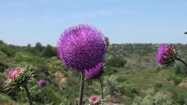 Carduus Nutans Nodding Thistle Weed Flowers Which Many Different Insects — Stock Video