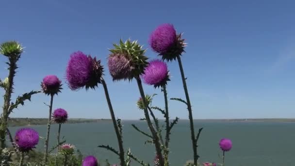 Karduus Fındığı Devedikeni Çiçeklerin Üzerinde Bir Sürü Farklı Böcek Var — Stok video
