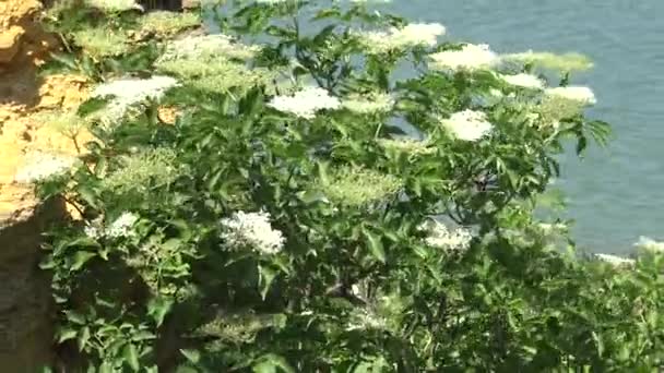 Sambucus Nigraは開花植物の種複合体です ウクライナのハディエンビスキー河口の海岸に咲く草原 — ストック動画
