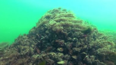 Hydroid polip Obelia sp., Karadeniz'de bir taş üzerinde büyüyen su, sallanan