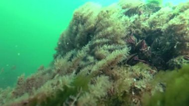 Hydroid polip Obelia sp., Karadeniz'de bir taş üzerinde büyüyen su, sallanan