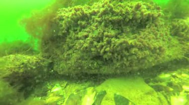 6 metre Karadeniz, Odessa Bay, derinlemesine buzlu deniz süngerleri