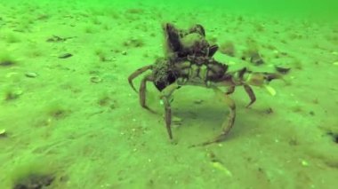 Üzerinde midye büyümek, yengeç çingene maenas yengeci hızlı dibinin, Karadeniz, Odessa Körfez çalışır