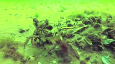 Üzerinde midye büyümek, yengeç çingene maenas yengeci hızlı dibinin, Karadeniz, Odessa Körfez çalışır