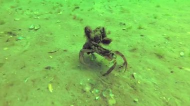 Üzerinde midye büyümek, yengeç çingene maenas yengeci hızlı dibinin, Karadeniz, Odessa Körfez çalışır