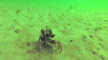 Üzerinde midye büyümek, yengeç çingene maenas yengeci hızlı dibinin, Karadeniz, Odessa Körfez çalışır