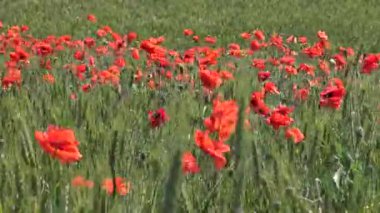 Papaver rhoeas, buğday tarlasında yetişen yabani gelincik