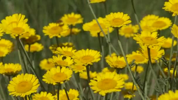 Цветущая Степь Берегу Хаджибейского Устья Украина — стоковое видео