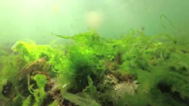 Gebroken Groene Rode Algen Bodem Zwaaien Van Opwinding Zee Zwarte — Stockvideo