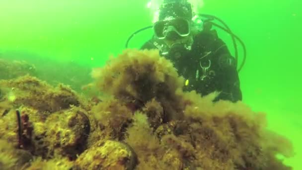 Hydroide Polypen Obelia Schwingen Wasser Wachsen Auf Einem Stein Schwarzen — Stockvideo