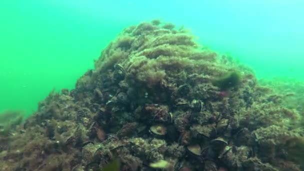Pólipos Hidroides Obelia Balanceándose Agua Creciendo Sobre Una Piedra Mar — Vídeo de stock