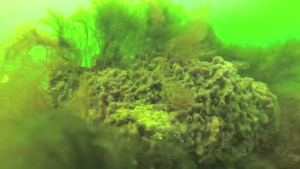Sea Sponges Rocks Black Sea Odessa Bay Depth Meters — Stock Video