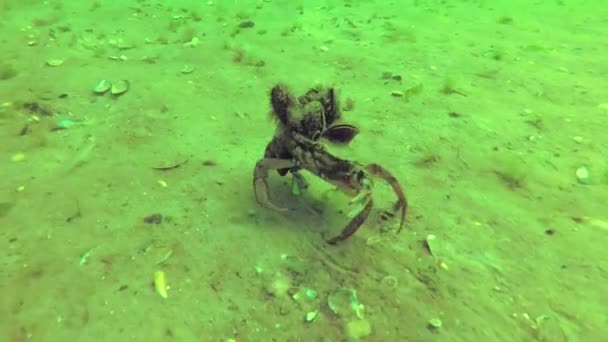 Maenas チチュウカイミドリガニ ムール貝が大きくなるが オデッサ湾の海底に沿ってすばやく実行します — ストック動画