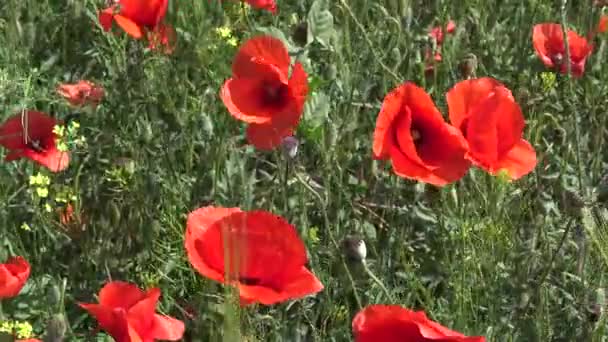 Papaver Rhoeas Papoula Selvagem Crescendo Campo Trigo — Vídeo de Stock