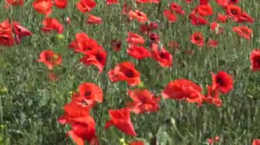 Papaver rhoeas, buğday tarlasında yetişen yabani gelincik