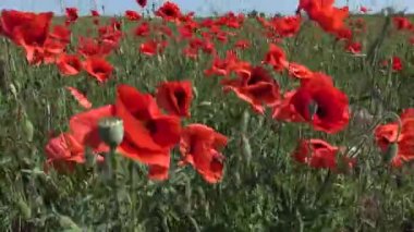 Papaver rhoeas, buğday tarlasında yetişen yabani gelincik