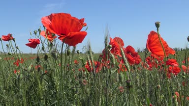 Papaver rhoeas, buğday tarlasında yetişen yabani gelincik