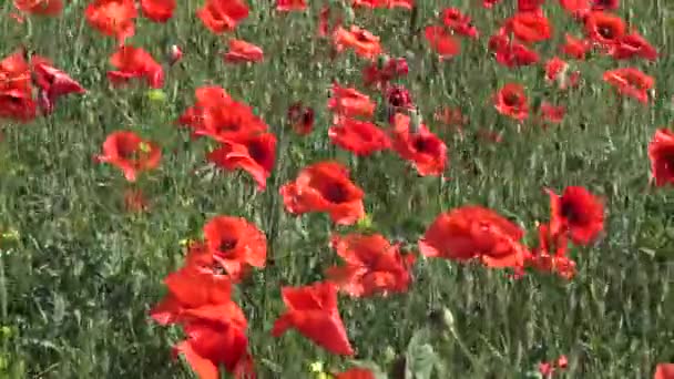 Papaver Rhoeas Amapola Silvestre Creciendo Campo Trigo — Vídeos de Stock