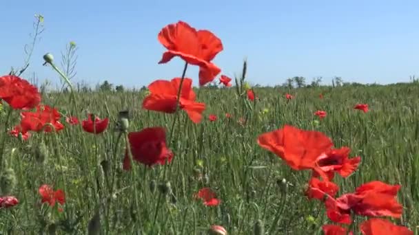 Papaver Rhoeas Vild Vallmo Som Växer Vetefältet — Stockvideo