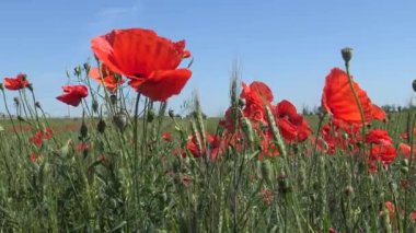 Papaver rhoeas, buğday tarlasında yetişen yabani gelincik