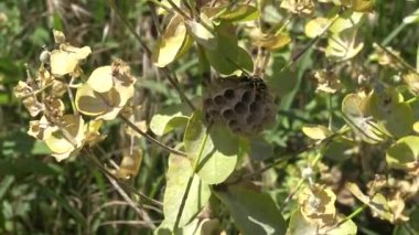 Petek arı. Bir somon çimenlerin üzerinde bir yuva. Ukrayna