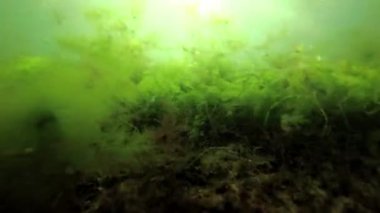 Taş kayadan heyecan deniz, Karadeniz, Odessa Körfez içinde kırmızı ve yeşil yosun