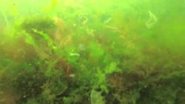 Kırık yeşil ve kırmızı algler altta sallanıyor. Denizde heyecan var. Karadeniz, Odessa Körfezi.