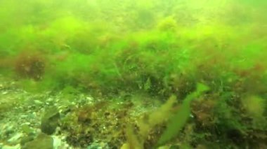 Kırık yeşil ve kırmızı algler altta sallanıyor. Denizde heyecan var. Karadeniz, Odessa Körfezi.