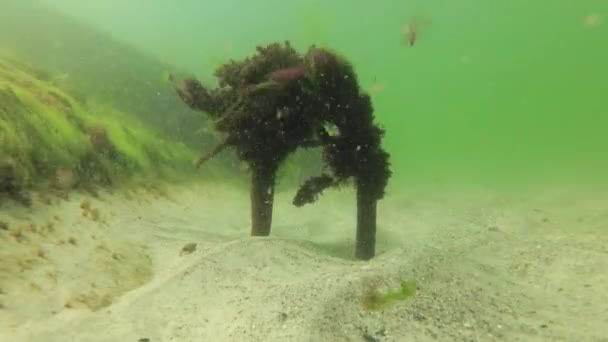 Algas Verdes Vermelhas Baloiço Suporte Metálico Com Emoção Mar Mar — Vídeo de Stock